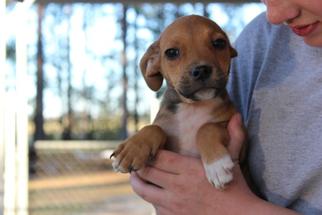 Medium Photo #1 Labrador Retriever-Unknown Mix Puppy For Sale in Royal Palm Beach, FL, USA