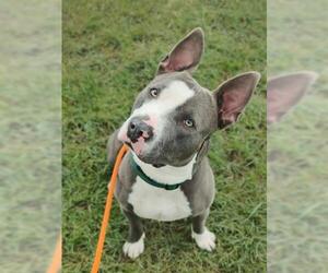 American Pit Bull Terrier Dogs for adoption in Brighton, CO, USA