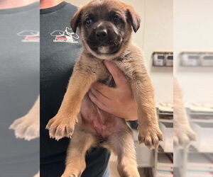 German Shepherd Dog Dogs for adoption in Bakersfield, CA, USA