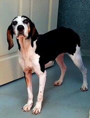 Mutt Dogs for adoption in Lovingston, VA, USA