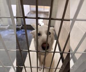 Siberian Husky-Unknown Mix Dogs for adoption in Upland, CA, USA