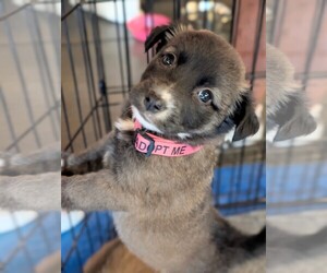 Border Collie Dogs for adoption in Holly Springs, NC, USA