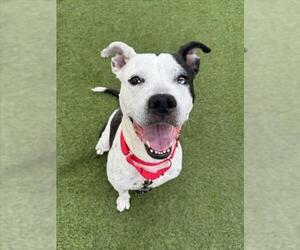 Mutt Dogs for adoption in Las Vegas, NV, USA