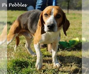 Beagle Dogs for adoption in Brookeville, MD, USA