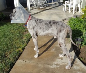 Great Dane Dogs for adoption in Long Beach, CA, USA