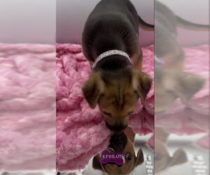 Beagle-Chihuahua Mix Dogs for adoption in Minneapolis, MN, USA