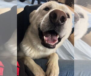 German Shepherd Dog-Unknown Mix Dogs for adoption in Louisville, KY, USA