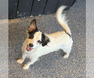 Papillon-Unknown Mix Dogs for adoption in Phoenix, AZ, USA