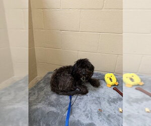 Poodle (Miniature) Dogs for adoption in Center Township, PA, USA