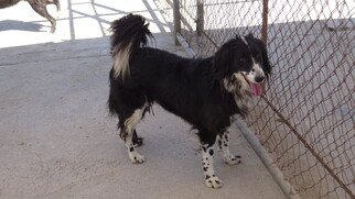 Border Collie-Unknown Mix Dogs for adoption in Peoria, IL, USA
