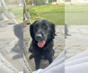 Mutt Dogs for adoption in Dana Point, CA, USA