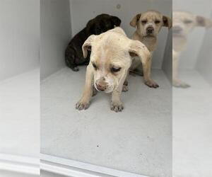 Mutt Dogs for adoption in Houston, TX, USA