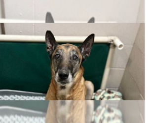 Mutt Dogs for adoption in Imlay City, MI, USA