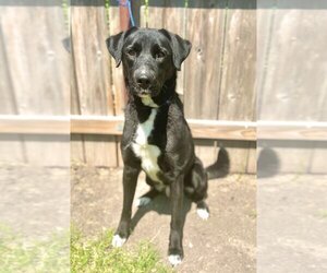 Borador Dogs for adoption in Great Bend, KS, USA