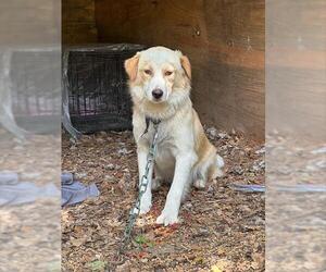 Australian Shepherd Dogs for adoption in Houston, TX, USA