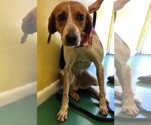 American Foxhound Dogs for adoption in Fort Pierce, FL, USA