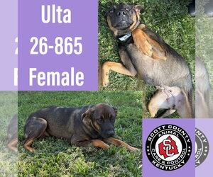 Rottweiler-Unknown Mix Dogs for adoption in Georgetown, KY, USA