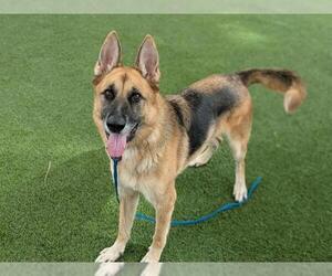 German Shepherd Dog-Unknown Mix Dogs for adoption in Las Vegas, NV, USA
