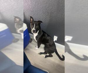 American Staffordshire Terrier-Unknown Mix Dogs for adoption in San Antonio, TX, USA