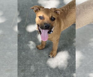 Mutt Dogs for adoption in Sandy, UT, USA