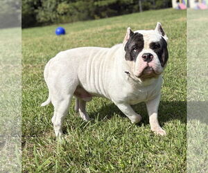 American Bulldog-Unknown Mix Dogs for adoption in Virginia Beach, VA, USA