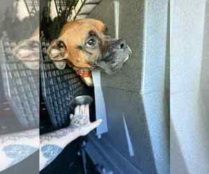 Boxer Dogs for adoption in Dumont, NJ, USA