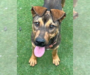 German Shepherd Dog-Unknown Mix Dogs for adoption in Woodland, CA, USA