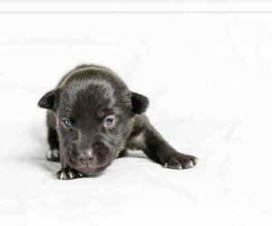 Chiranian Dogs for adoption in Orange, CA, USA