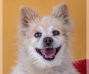 Pomeranian Dogs for adoption in Pasadena, CA, USA
