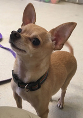 Chihuahua Dogs for adoption in Shaftsbury, VT, USA