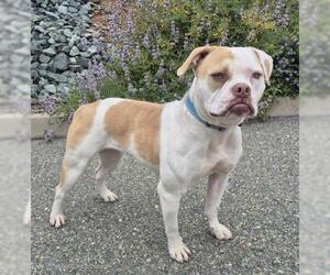 American Pit Bull Terrier-Bulldog Mix Dogs for adoption in Jackson, CA, USA