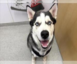 Siberian Husky Dogs for adoption in Fort Collins, CO, USA