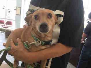 Chiweenie Dogs for adoption in San Antonio, TX, USA