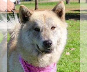 Australian Shepherd-Siberian Husky Mix Dogs for adoption in Von Ormy, TX, USA