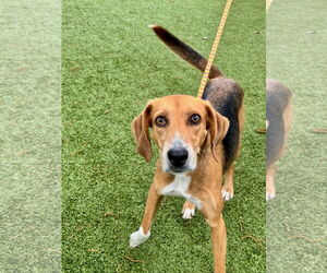 Mutt Dogs for adoption in Hilton Head, SC, USA