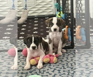 Rat Terrier-Unknown Mix Dogs for adoption in Holly Springs, NC, USA