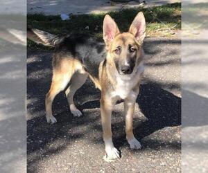 German Shepherd Dog-Unknown Mix Dogs for adoption in Plymouth, MN, USA