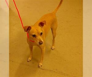 Chihuahua Dogs for adoption in Sanford, FL, USA