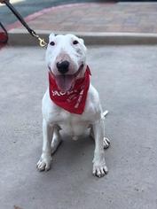 Bull Terrier Dogs for adoption in Lake Forest, CA, USA
