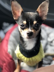 Chihuahua Dogs for adoption in Fenton, MO, USA