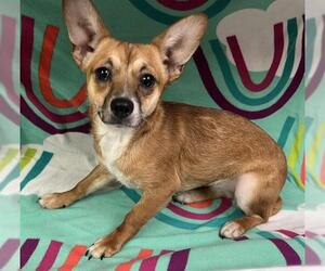 Chihuahua Dogs for adoption in HESPERIA, CA, USA