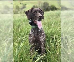German Shorthaired Pointer Dogs for adoption in Forest, VA, USA