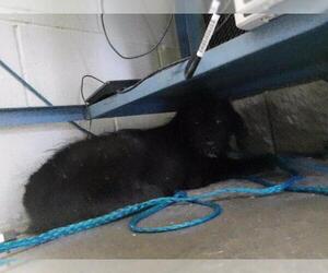 Poodle (Standard)-Unknown Mix Dogs for adoption in Tulsa, OK, USA