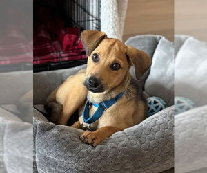 Black Mouth Cur-Unknown Mix Dogs for adoption in Boston, MA, USA