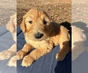 Goldendoodle Dogs for adoption in Pacolet, SC, USA