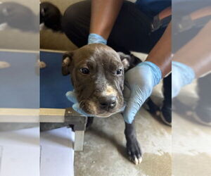 American Pit Bull Terrier Dogs for adoption in San Bernardino, CA, USA