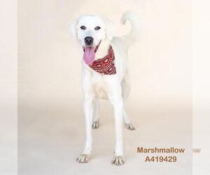 Labrenees Dogs for adoption in Conroe, TX, USA