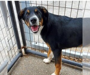 Bernese Mountain Dog Dogs for adoption in Russellville, KY, USA