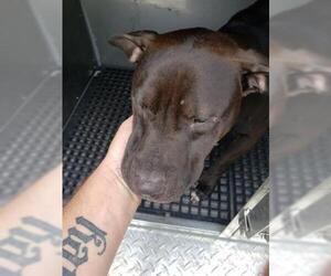American Pit Bull Terrier-Unknown Mix Dogs for adoption in Palmetto, FL, USA