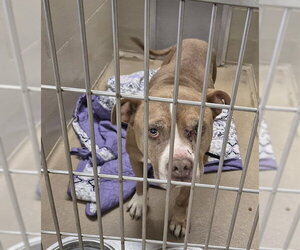 Mutt Dogs for adoption in Decatur, IL, USA